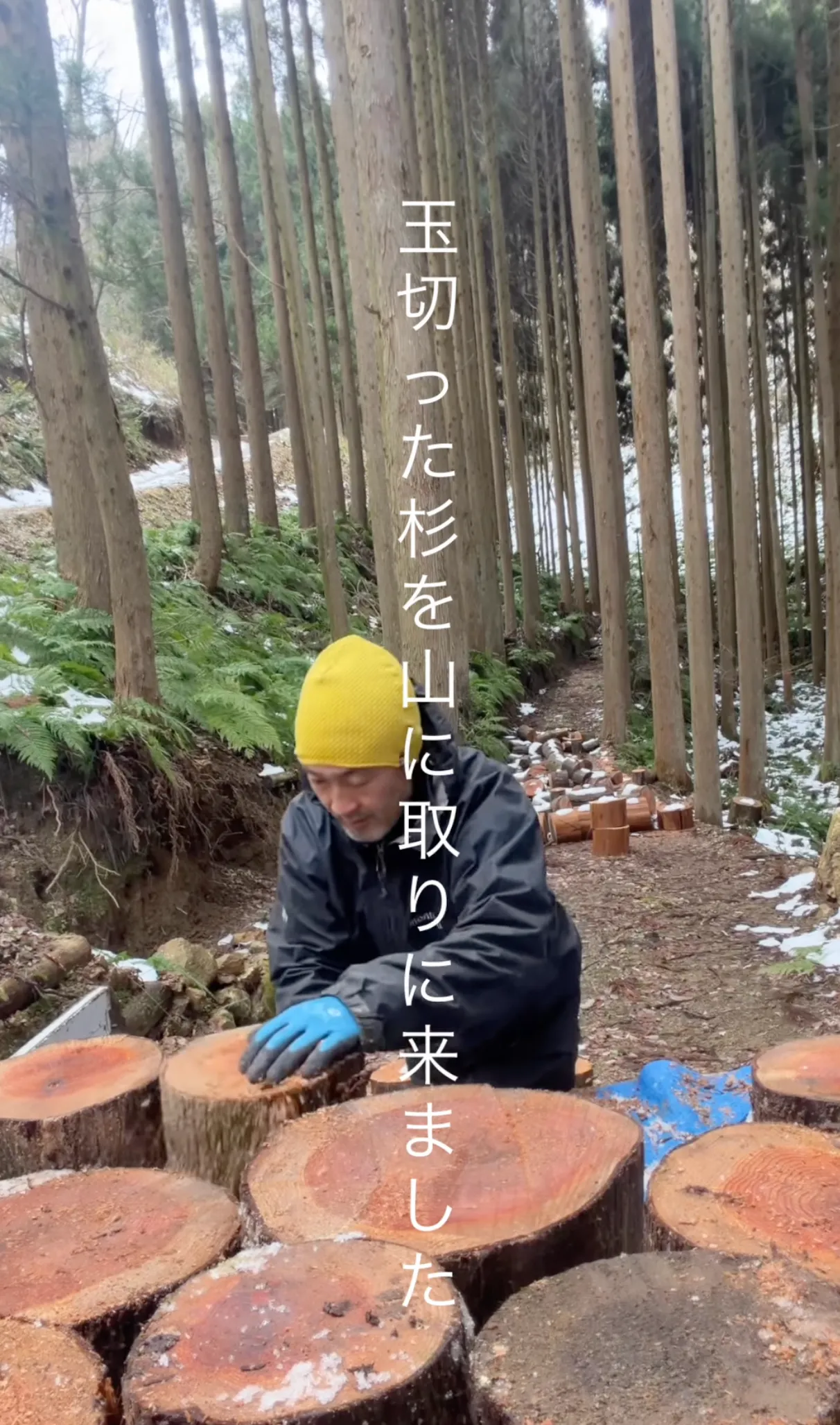 来シーズンの薪づくりは今から始まる｜良い薪は「伐る時期」と「乾燥 